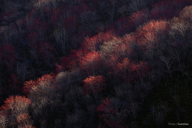 Sắc đỏ cuối thu ở Hokkaido - 10