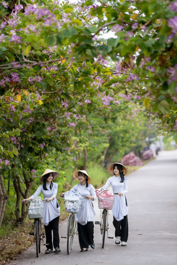  Với anh Cường, giữa khung cảnh yên bình của miền Tây sông nước, con đường hoa   hiện lên như một bức tranh thơ mộng, níu giữ bước chân của bất cứ ai ngang qua. Những hàng cây  móng bò thẳng tắp, nở rộ sắc tím ngọt ngào, phủ lên con đường một vẻ đẹp lãng mạn đến nao lòng. Khi ánh nắng ban mai nhẹ nhàng chiếu xuống, từng cánh hoa tím rung rinh trong gió, tạo nên một không gian vừa thanh bình vừa mơ màng.  