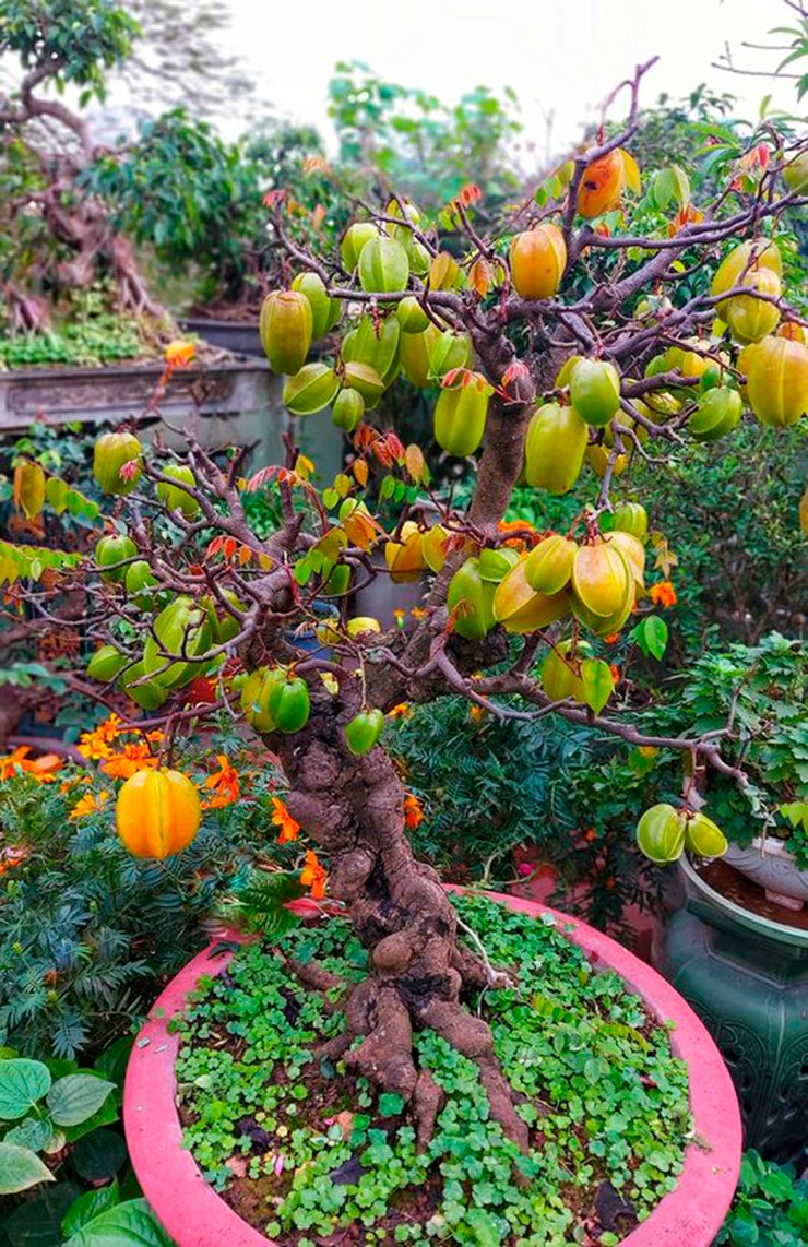 Những năm gần đây, nhiều người lựa chọn bonsai khế để trưng trong nhà, trong sân vườn để làm đẹp cảnh quan. 
