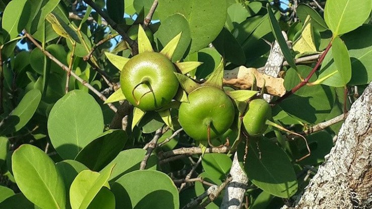 Ngoài trái nhàu, trái bần ở miền Tây cũng thành &#34;mỏ vàng&#34;, mang về thu nhập cho người dân vùng sông nước.&nbsp;
