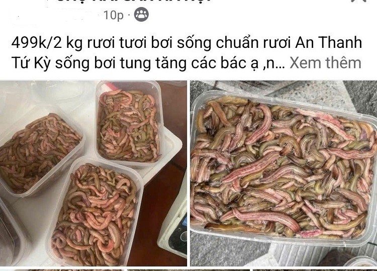 Trên chợ mạng, rươi được rao bán với giá chỉ từ 230-300 nghìn đồng/kg.