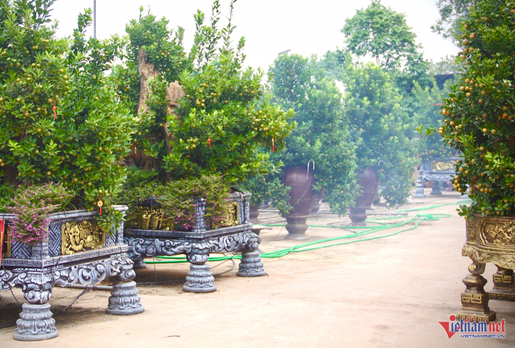 "Hàng hiếm" quất Bonsai có giá đắt đỏ. Ảnh: Tiến Anh&nbsp;