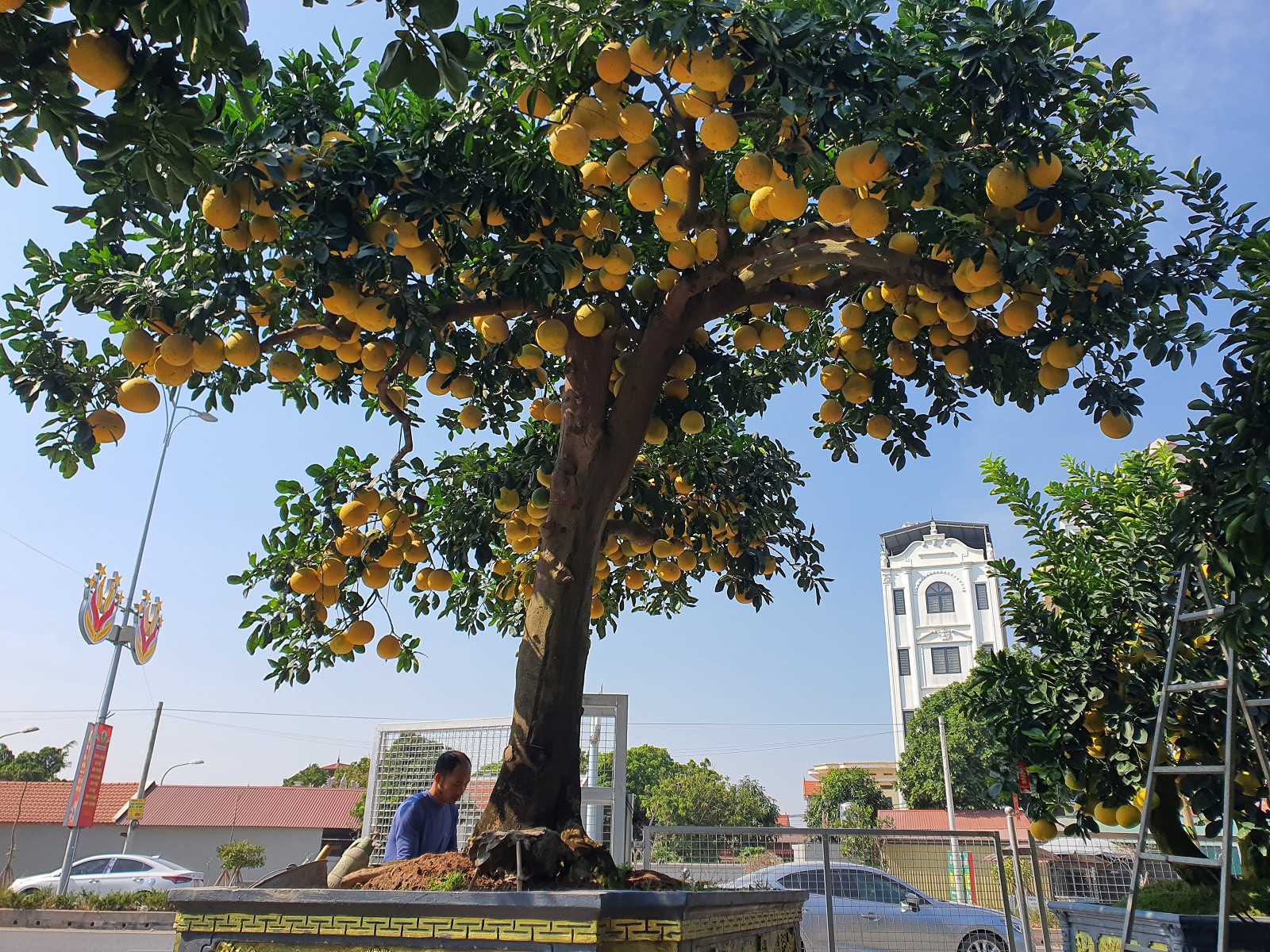 Một gốc bưởi khác khá nổi bật đang được nghệ nhân đắp đá, làm tiểu cảnh.