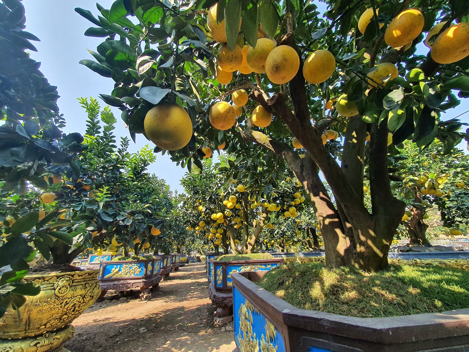 Trước khi bão đến, tôi cho phủ lưới đen theo từng hàng.&nbsp;Cũng may là vườn nhà tôi không nằm trong luồng bão nên thiệt hại ít", anh Chính nói.