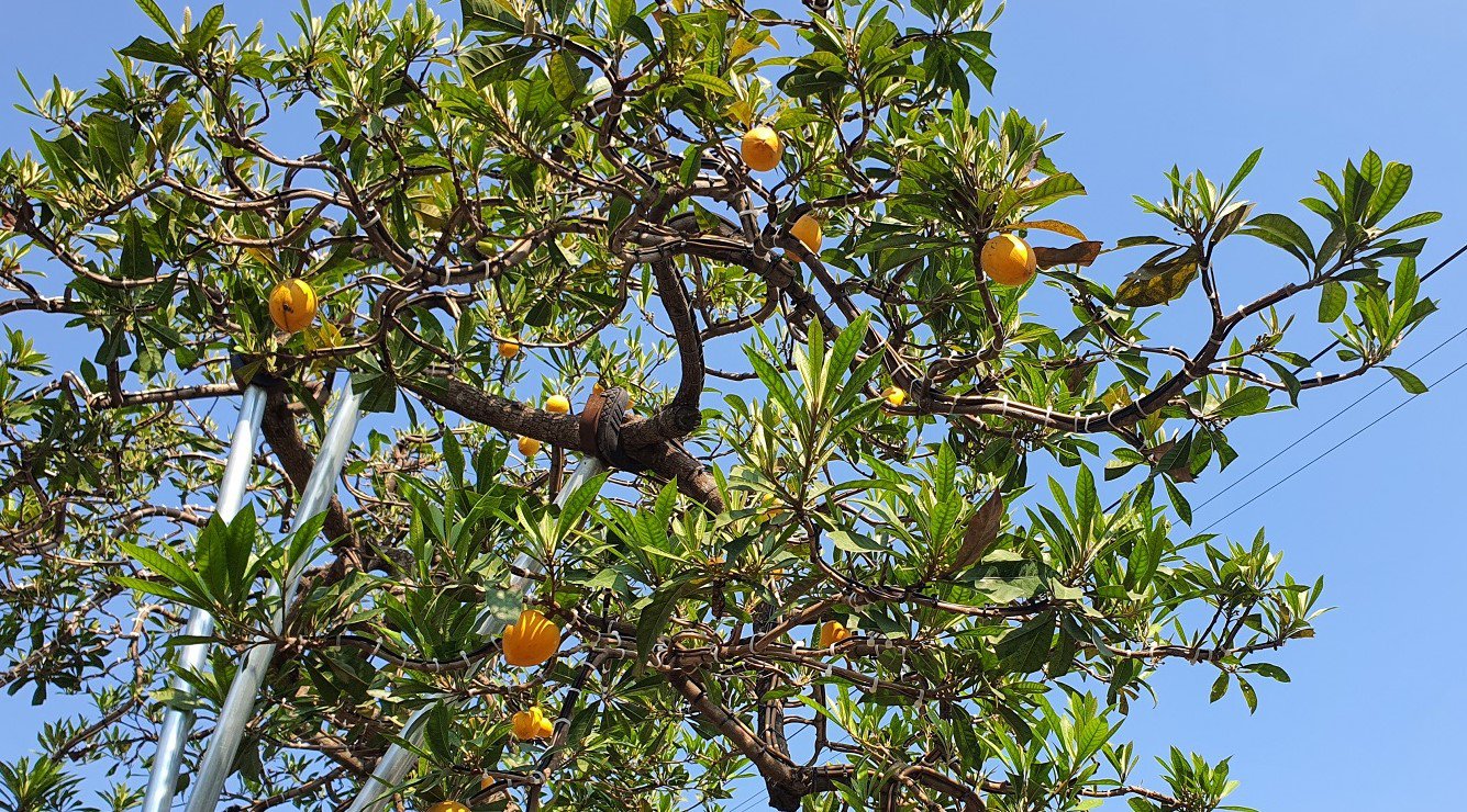 "Cây này tôi mua lại trực tiếp từ nhà một người dân ở Hưng Yên. Trước đó, đã có rất nhiều người chơi cây như tôi đến hỏi mua, trả giá rất nhiều nhưng may mắn là, mình có duyên mới mua được", anh Tùng nói.