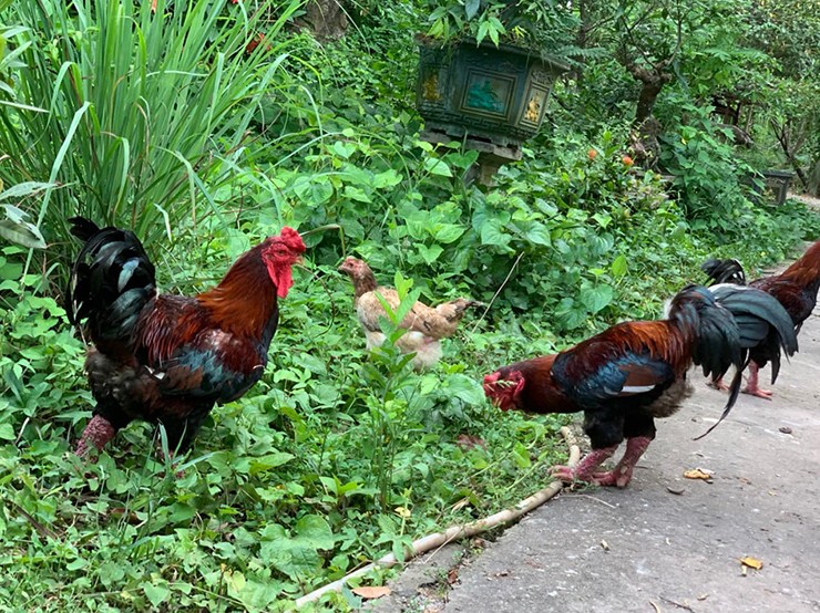 Những tháng cận Tết, xã Tiên Phong, Hà Nam đón đông đảo thương lái và khách đến tận nơi đặt hàng.&nbsp;
