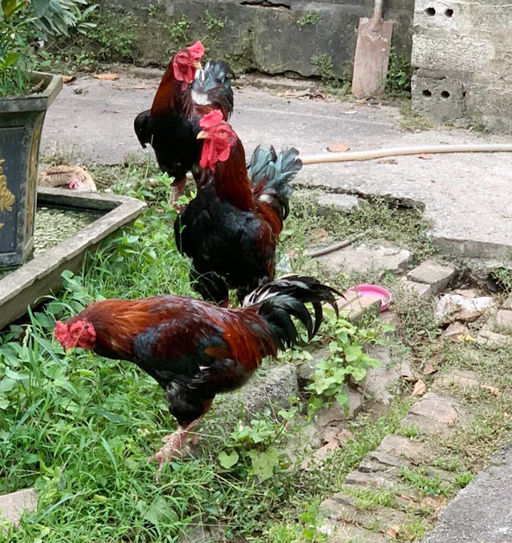 Ngoài gà Đông Tảo, gà chín cựa, dịp Tết Nguyên đán người dân còn 'săn lùng' một giống gà lạ và quý hiếm, đó là con gà móng.
