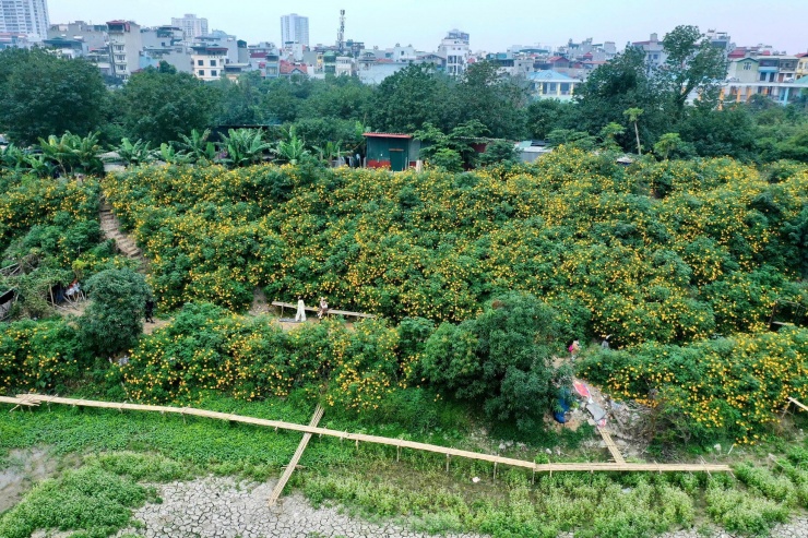 Chiêm ngưỡng vẻ đẹp hoa tam giác mạch, dã quỳ vàng nở rộ giữa lòng Thủ đô - 1