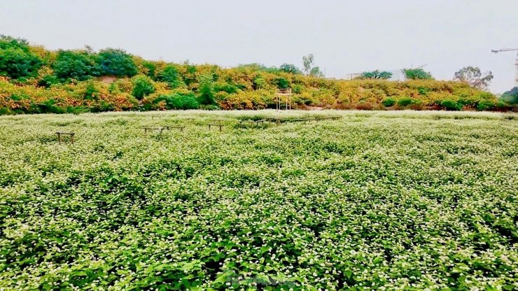 Chiêm ngưỡng vẻ đẹp hoa tam giác mạch, dã quỳ vàng nở rộ giữa lòng Thủ đô - 12