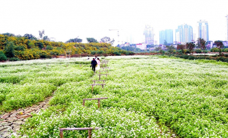 Chiêm ngưỡng vẻ đẹp hoa tam giác mạch, dã quỳ vàng nở rộ giữa lòng Thủ đô - 18