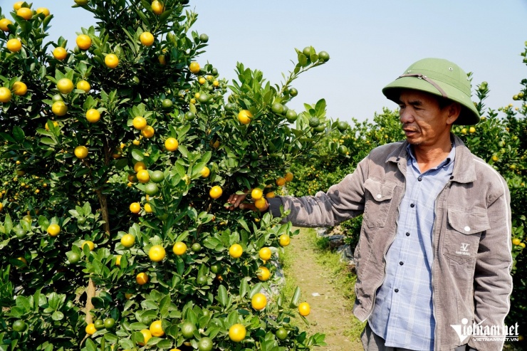 Ông Tuấn phấn khởi vì năm nay thương lái đã mua quất từ rất sớm. Ảnh: Lê Dương