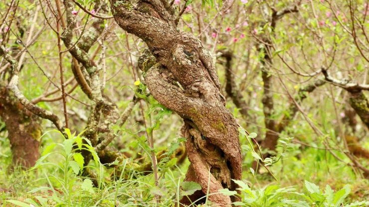 Tại Đà Lạt, đây là một trong những vườn đào nổi tiếng do sở hữu rất nhiều gốc đào cổ thụ, dáng cây độc lạ.