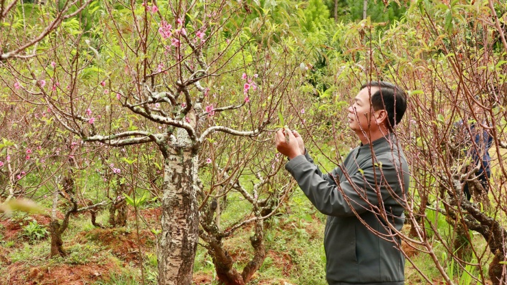 Ông Sang cho biết: "Mặc dù còn hơn một tháng nữa đến Tết Nguyên đán, nhưng vườn đã có khách hàng đặt thuê 300 chậu để chưng, giá từ 3-10 triệu đồng/gốc".