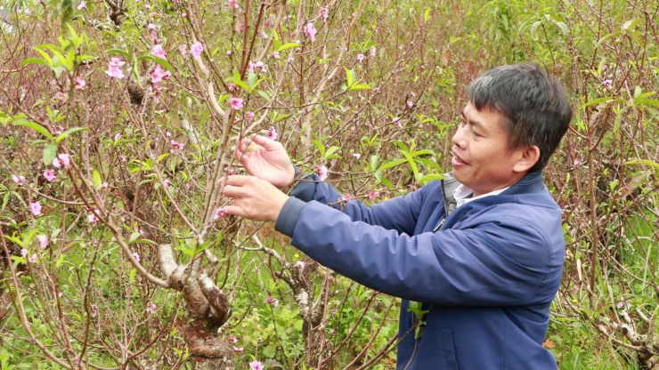 Theo các chủ vườn đào trên địa bàn tỉnh Lâm Đồng, năm nay lượng đào trên địa phương trồng được rất nhiều. Dự kiến hoa sẽ nở đúng dịp Tết Nguyên đán.