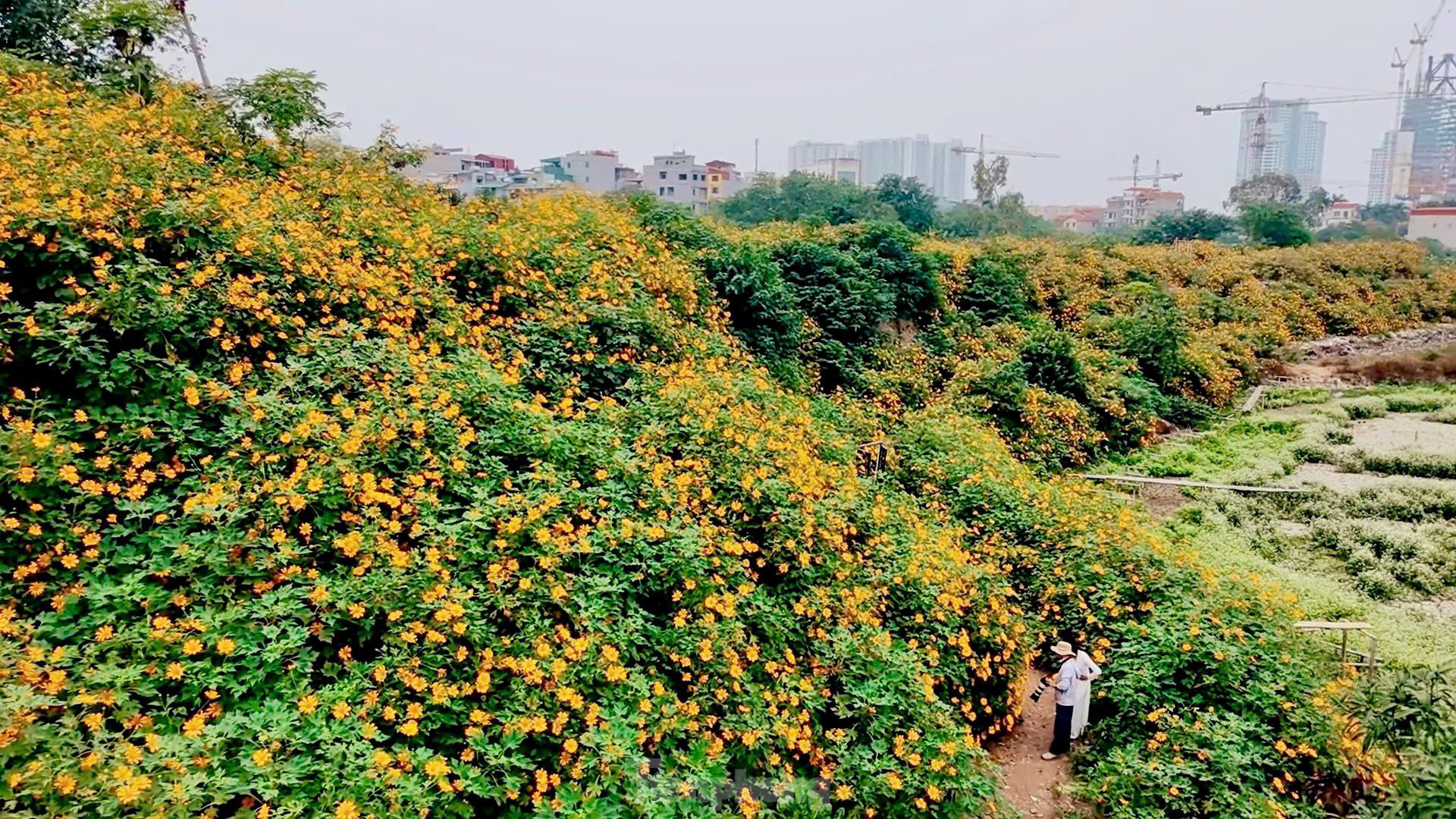 Chiêm ngưỡng vẻ đẹp hoa tam giác mạch, dã quỳ vàng nở rộ giữa lòng Thủ đô - 2