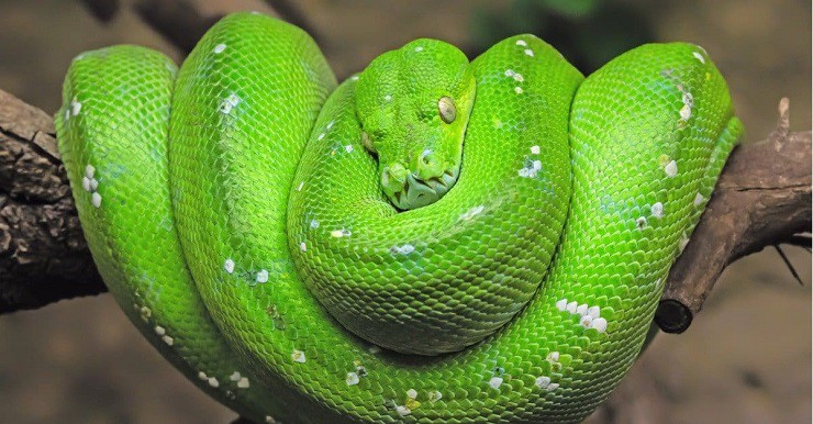 Trăn cây xanh (Green Tree Python) là loài rắn đẹp nhất thế giới. Chúng có màu xanh lục, sống trong những khu rừng mưa nhiệt đới, mang vẻ đẹp khiến nhiều người mê mẩn.
