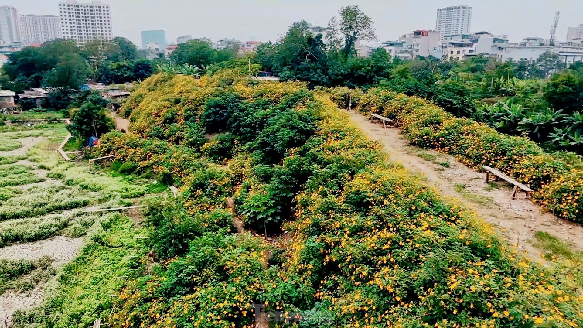 Chiêm ngưỡng vẻ đẹp hoa tam giác mạch, dã quỳ vàng nở rộ giữa lòng Thủ đô - 3