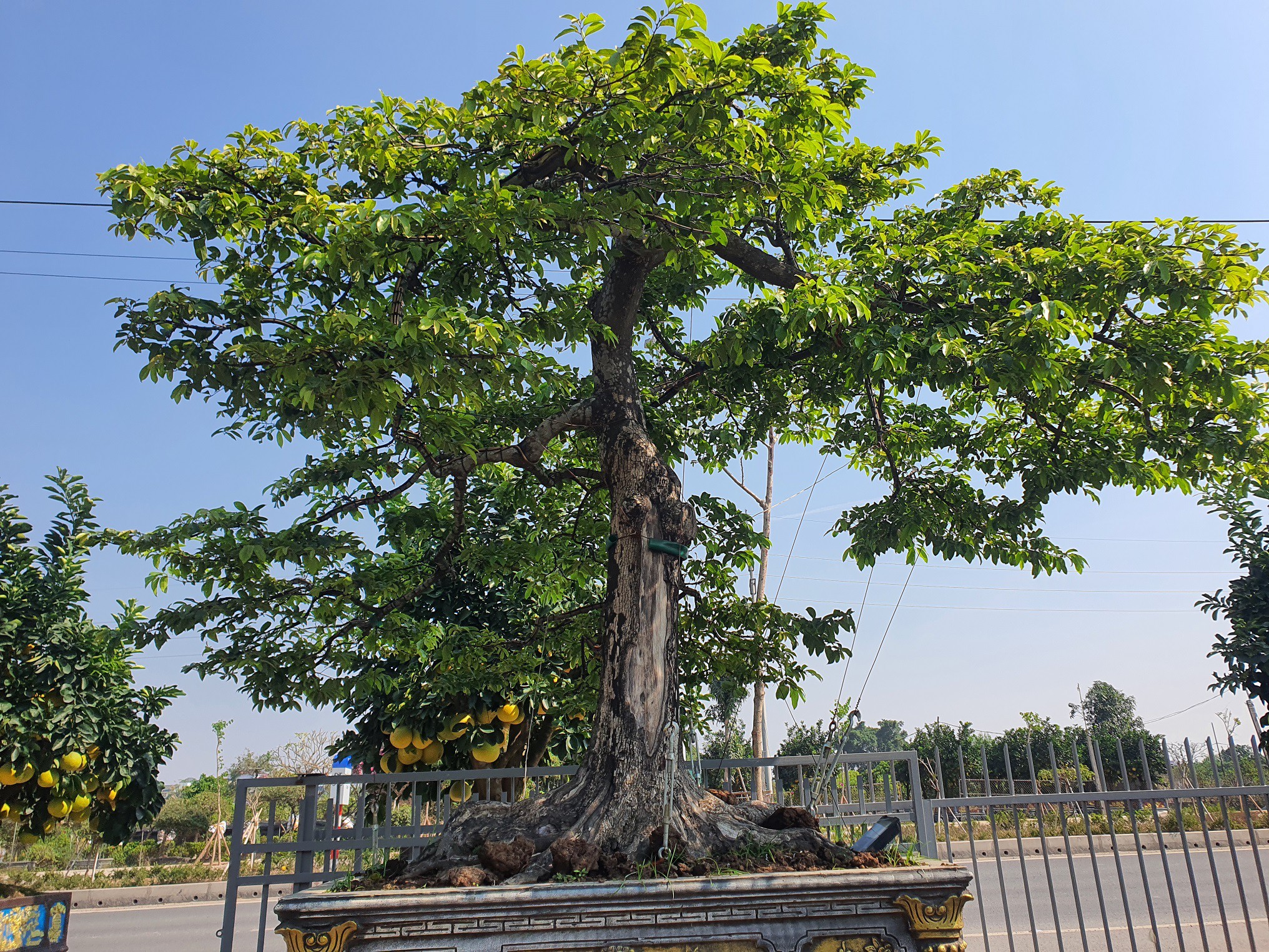 Một trong những cây cảnh đắt giá nhất anh Tùng đang sở hữu phải nói đến cây thị bonsai có gốc cổ thụ với tán lá xanh mướt.