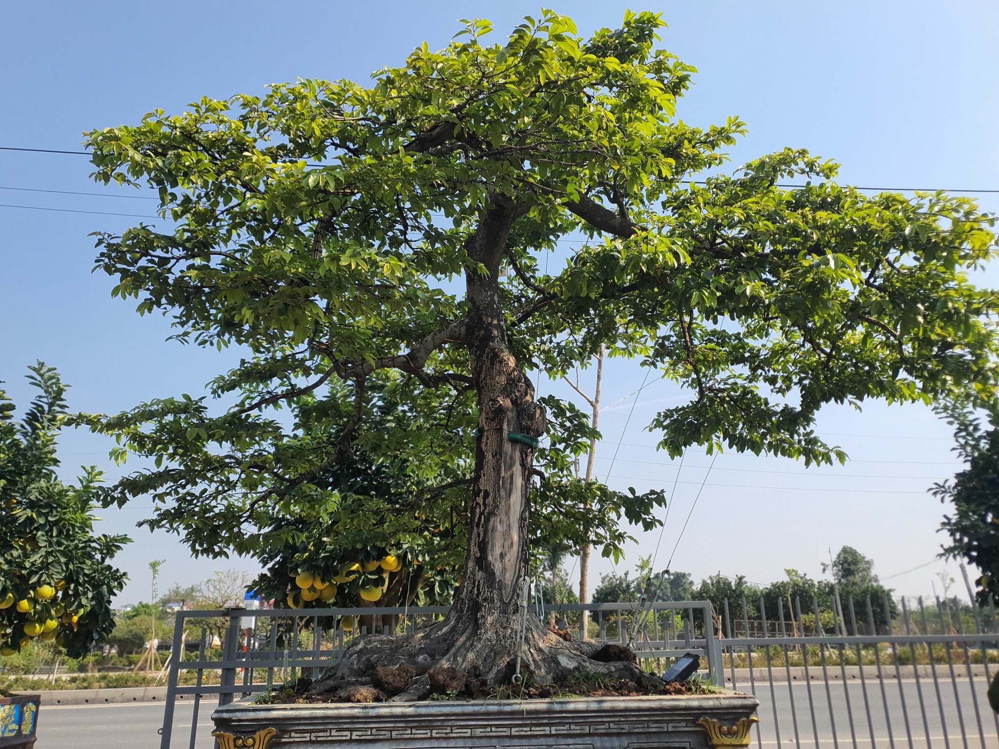 “Cây này có giá trị không dưới 2 tỷ. Từng có người trả 2 tỷ đồng để mua nhưng tôi không bán”, anh Tùng nói.