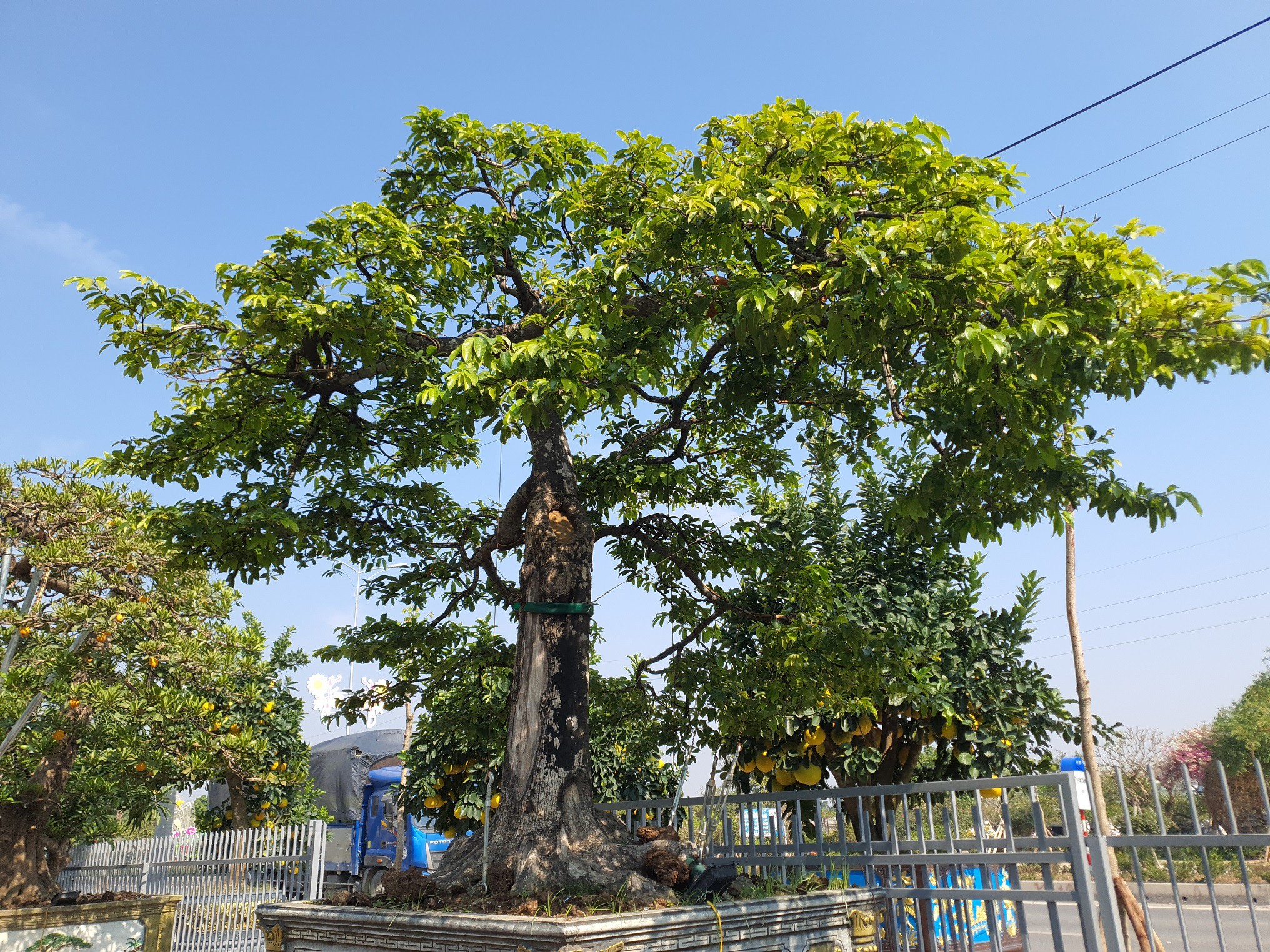 Điểm đặc biệt nhất của nó là dáng thế được hình thành một cách rất tự nhiên nhưng lại đẹp đến khó tả.