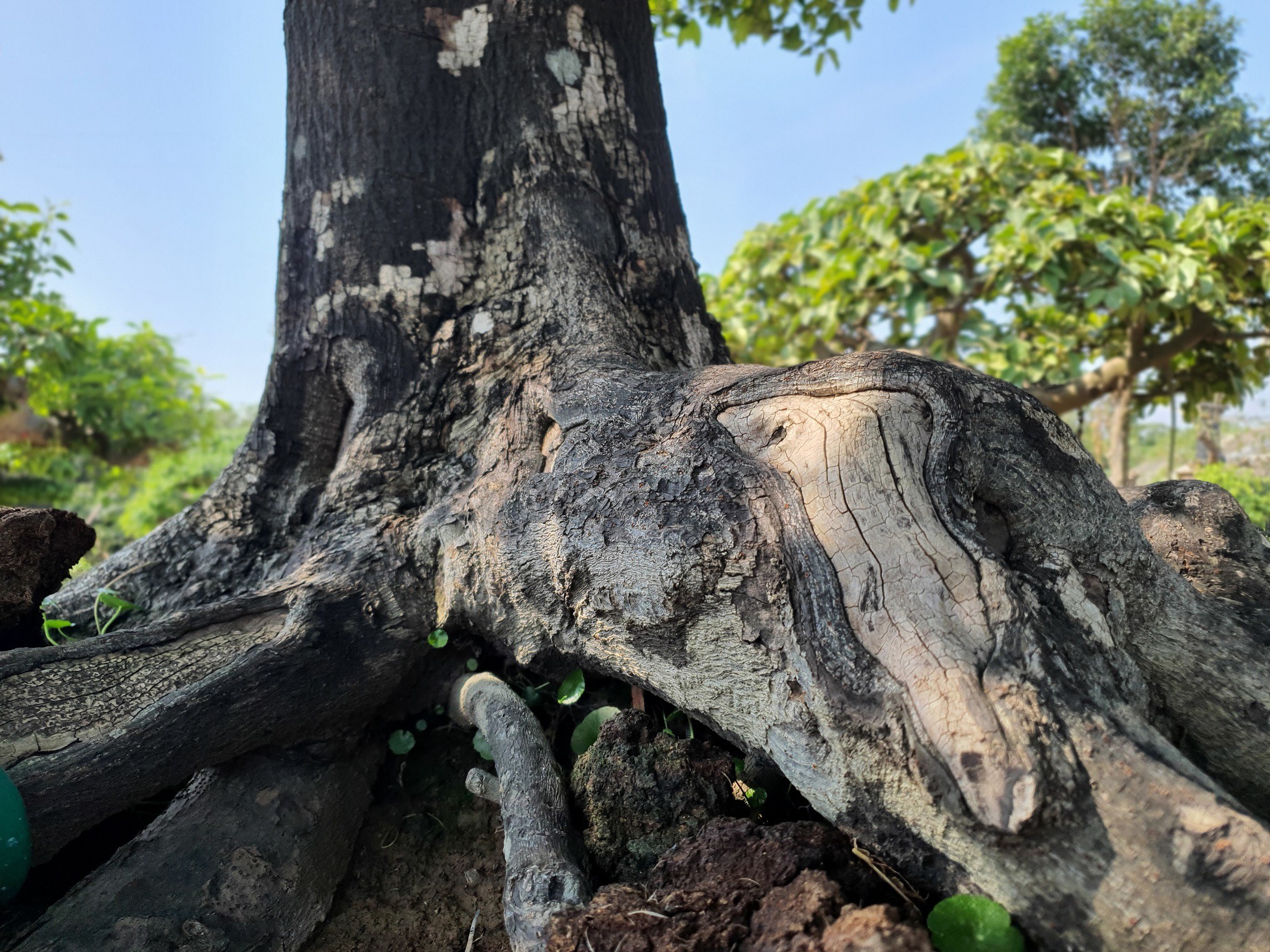 Anh Tùng cho biết, cây thị này phải là thị hạt mọc tự nhiên, không dưới 100 năm tuổi thì mới có bộ rễ đẹp như vậy.