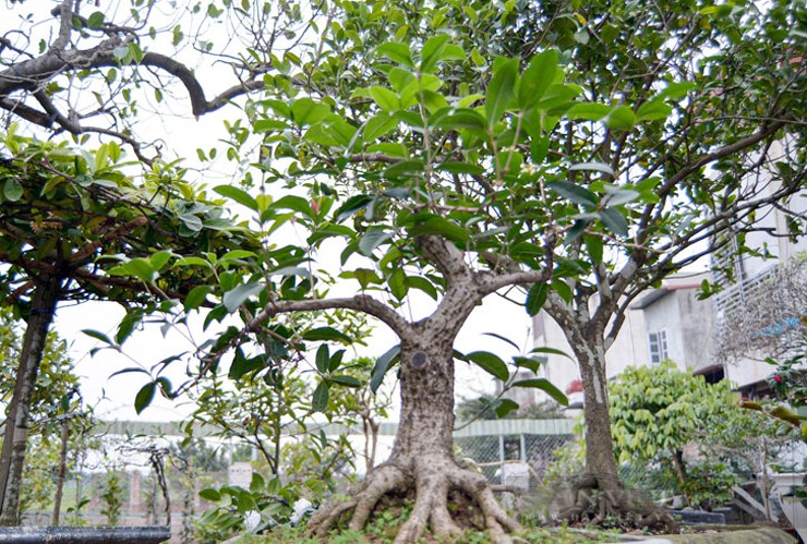 Trên chợ mạng, nhiều người đăng bán mộc hương bonsai kích thước từ lớn đến bé, giá từ vài triệu đồng thu hút sự chú ý của giới chơi cây cảnh.