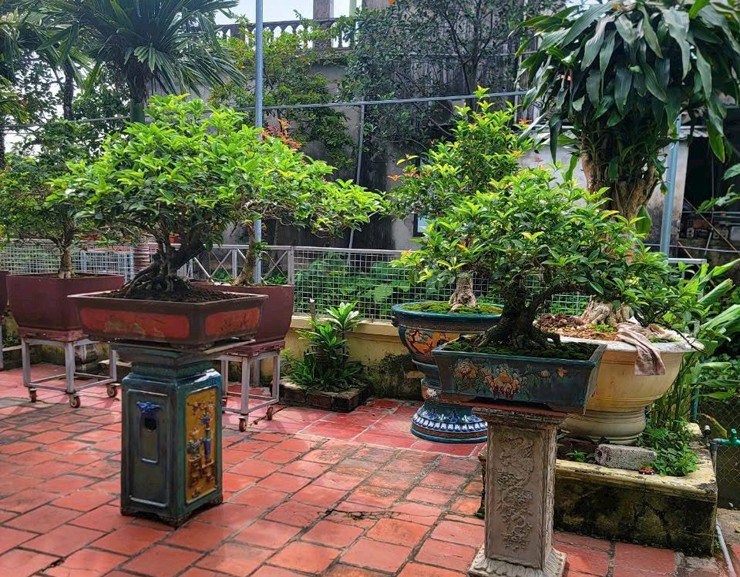 Trên thị trường những năm gần đây, bonsai mộc hương rất được ưa chuộng. Trong phong thủy, mộc hương&nbsp;tượng trưng cho may mắn, tài lộc, phù hợp trồng trước nhà.