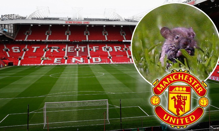 Chuột trở thành "nỗi ám ảnh" ở sân Old Trafford