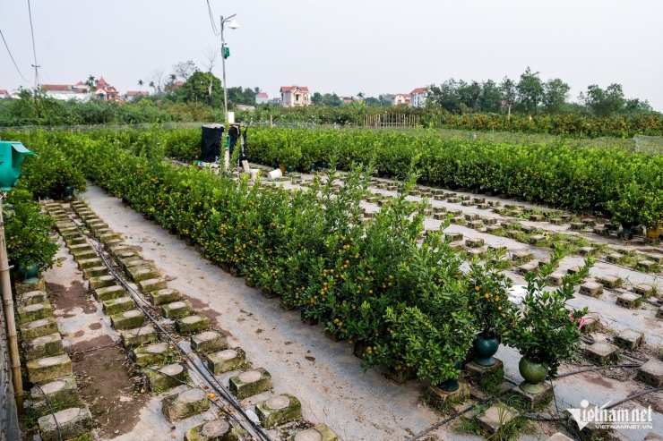 Dù hơn một tháng nữa mới đến Tết, nhiều vườn quất tại xã Liên Nghĩa đã được mua hết.&nbsp;