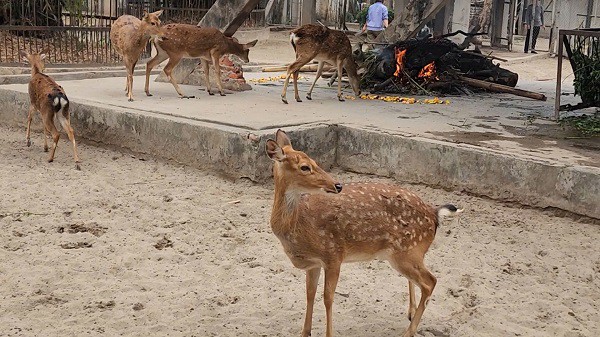 Vườn thú Hà Nội chống rét toàn diện cho muôn loài trong ngày đông