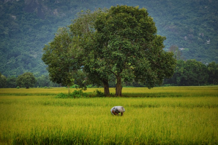 Mùa vàng ở An Giang - 3