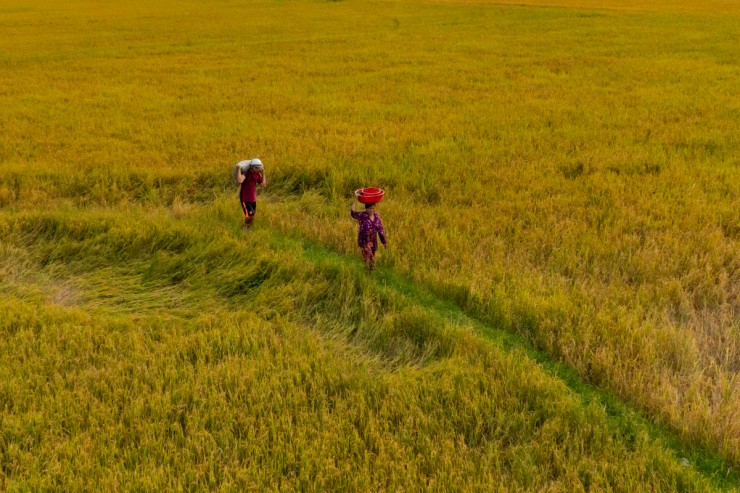 Mùa vàng ở An Giang - 4