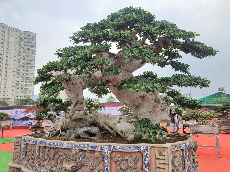 Vừa qua, anh Nguyễn Thanh Thi, trú tại Bình Định đã mang ra Hà Nội một số “siêu phẩm” đắt giá nhất của nhà vườn để tham dự triển lãm sinh vật cảnh.
