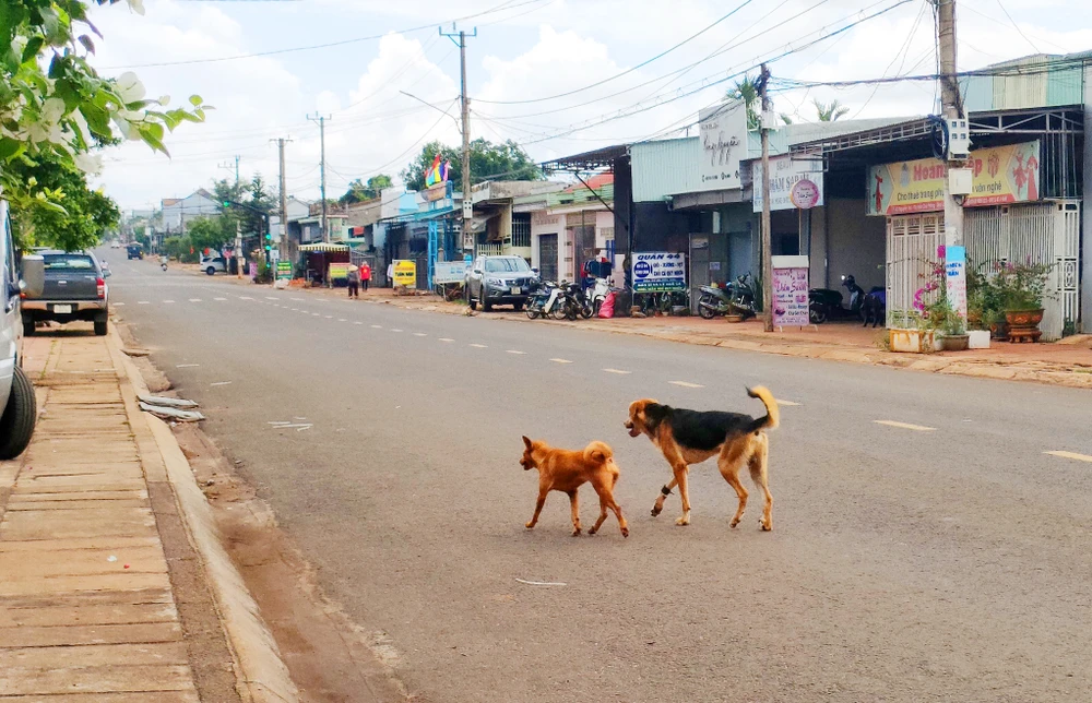 Từ đầu năm đến nay, tỉnh Gia Lai có 9 trường hợp tử vong do bệnh dại vì bị chó cắn. Ảnh: LK