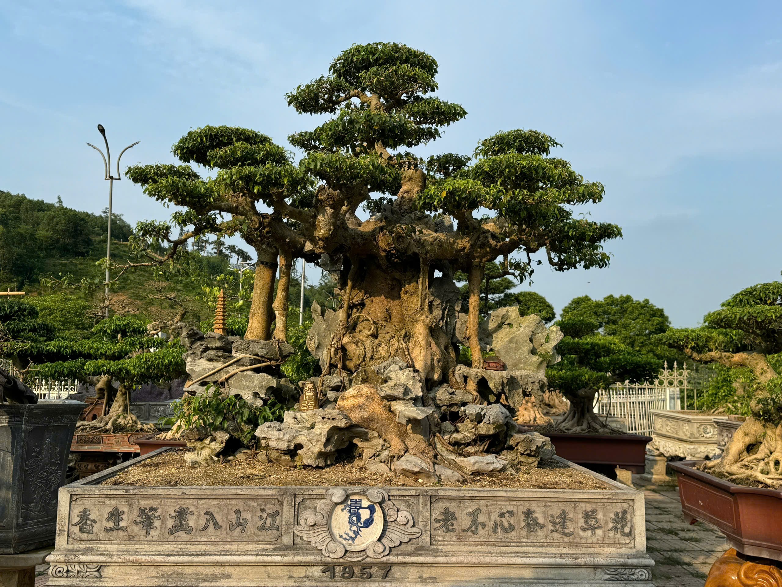 Đó là chia sẻ của nghệ nhân Đặng Xuân Cường, tên thường gọi là “Cường hoạ sĩ” về tác phẩm cây sanh “Trên đỉnh Phù Vân” do ông đang tạo tác.