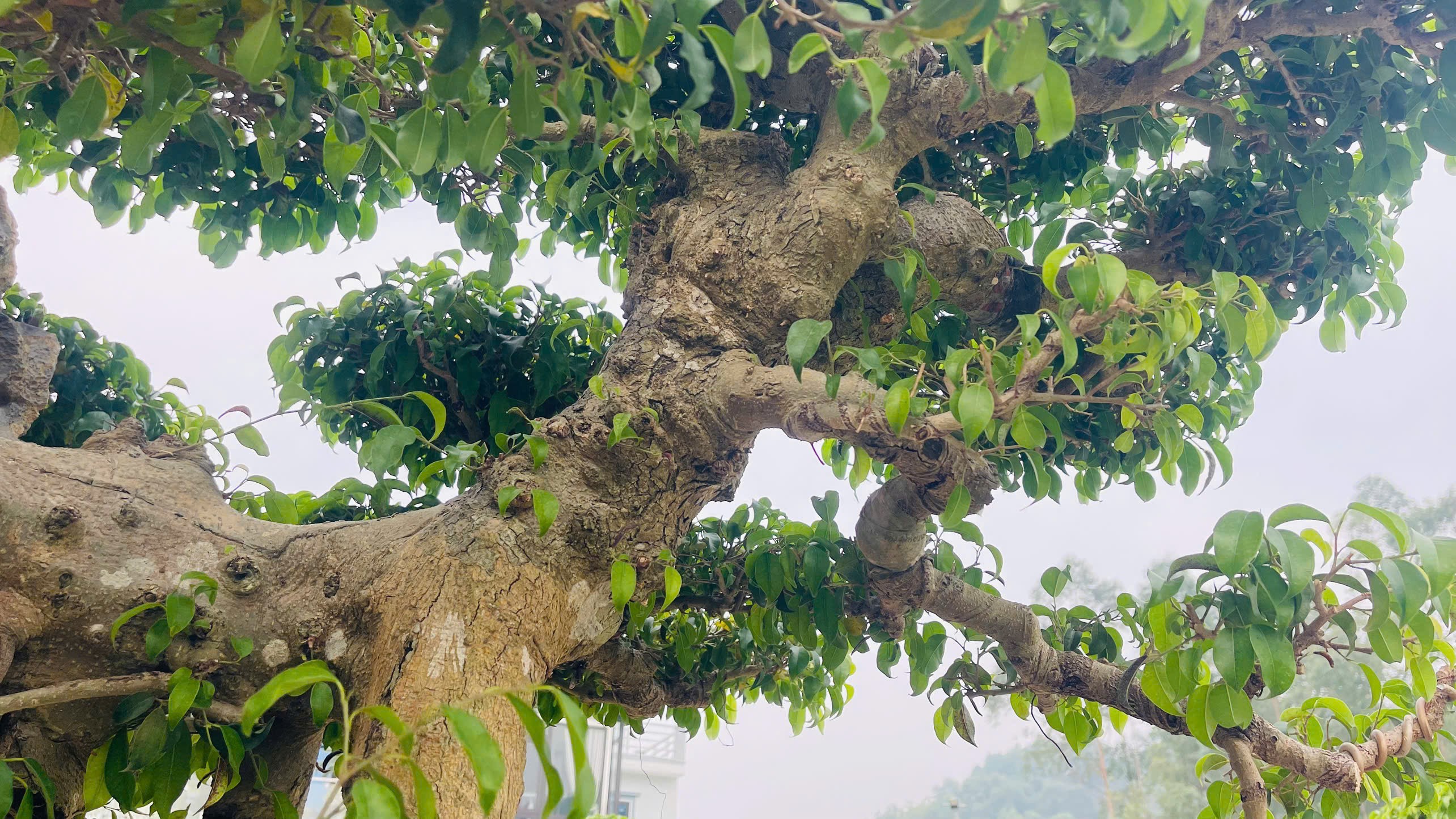 Tuy nhiên, ông Cường không bán. Bởi vì, ông cho rằng, cây chưa hoàn thiện như bức tranh đang vẽ dở, chưa xong thì chưa bán và chưa nói giá.