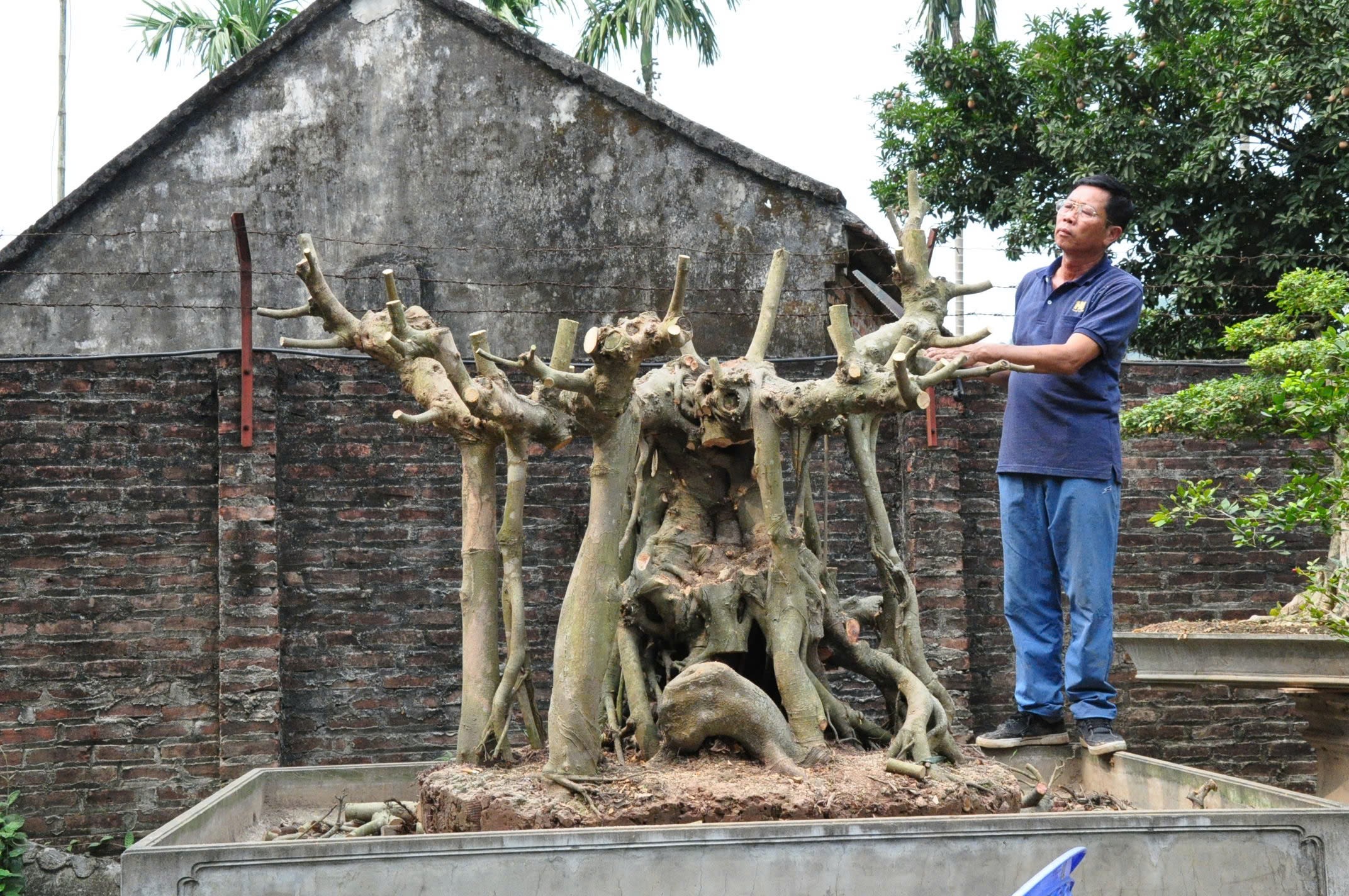 Sau khi mua về, ông bắt đầu cho vào chậu, làm đá, xây dựng bông tán và bố cục của cây, làm tay cành, ngọn và bệ rễ trong suốt&nbsp;gần 7 năm qua.