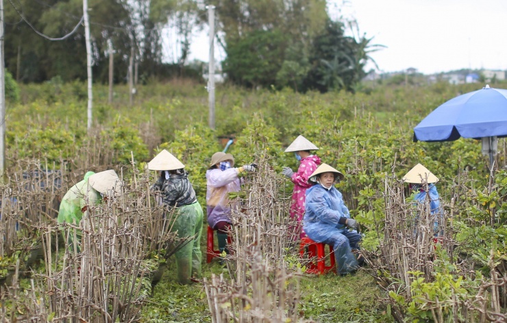 Vào tháng Chạp hằng năm, nhà vườn trồng mai ở thị xã An Nhơn (Bình Định) bận rộn với công việc xuống lá cho cây để kịp hoa xuất bán ra thị trường, phục vụ người dân vui xuân đón Tết. Ảnh: Trương Định