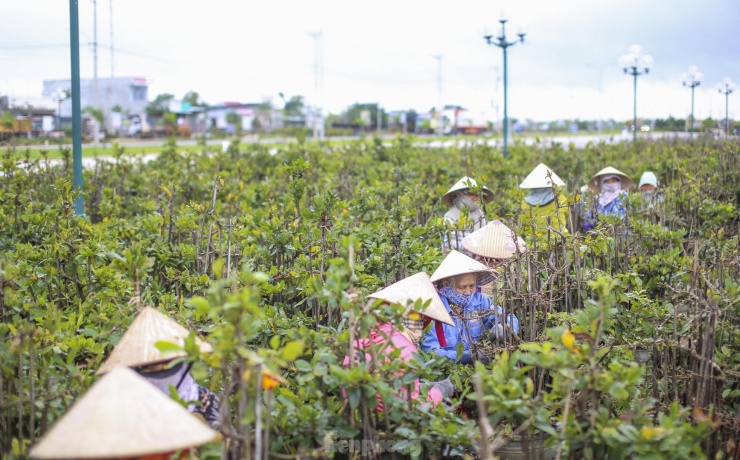 Bước vào vụ Tết, nhiều nhà vườn ngoài lao động trong nhà còn thuê thêm lao động ngoài để lặt lá mai. Ảnh: Trương Định