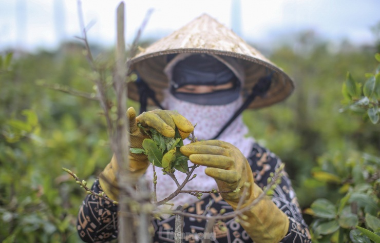 Việc lặt lá luôn phải được thực hiện đúng thời gian để mai có thể cho ra những nụ hoa to, đẹp và đều đúng dịp Tết. Ảnh: Trương Định