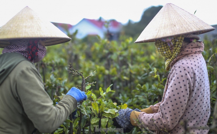 Cũng theo các nhà vườn, thời tiết hiện giờ tương đối thuận lợi, dù có mưa phùn nhưng ấm trời nên cây mai xanh tốt, nụ nhiều. Ảnh: Trương Định