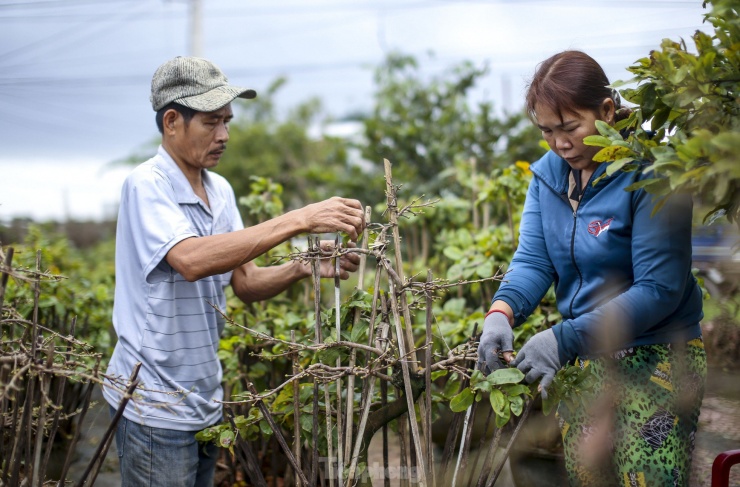 Ông Nguyễn Đình Thi 56 tuổi, thôn Trung Định cho hay, thời điểm này chưa có người đến xem mai nhiều, thông thường vào đầu tháng sau. Hiện cũng có người đến xem mai, nhưng chủ yếu họ đi “dặm”, xem trước. Ảnh: Trương Định