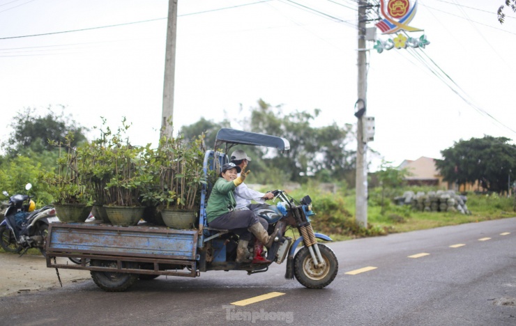 Không khí tất bật tại thủ phủ mai vàng lớn nhất miền Trung những ngày này. Ảnh: Trương Định