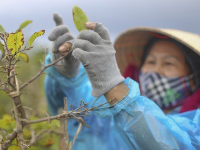 Thủ phủ mai vàng miền Trung 'thay áo' mới đón Tết