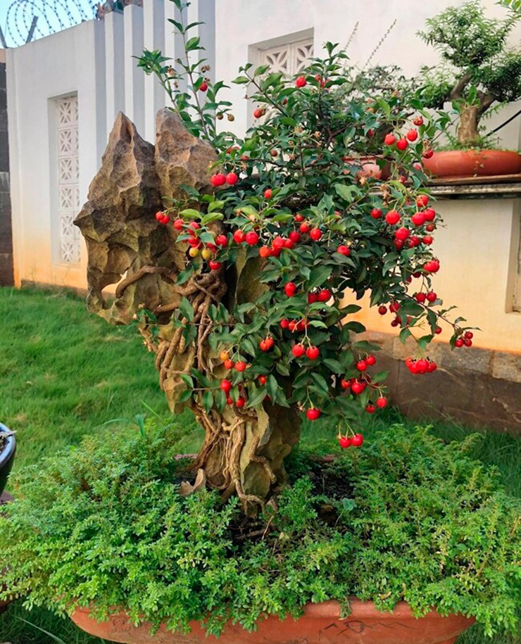 Vài năm gần đây, các loại cây ăn quả lên chậu thành bonsai thu hút sự chú ý của giới chơi cây, trong đó có sơ ri bonsai.
