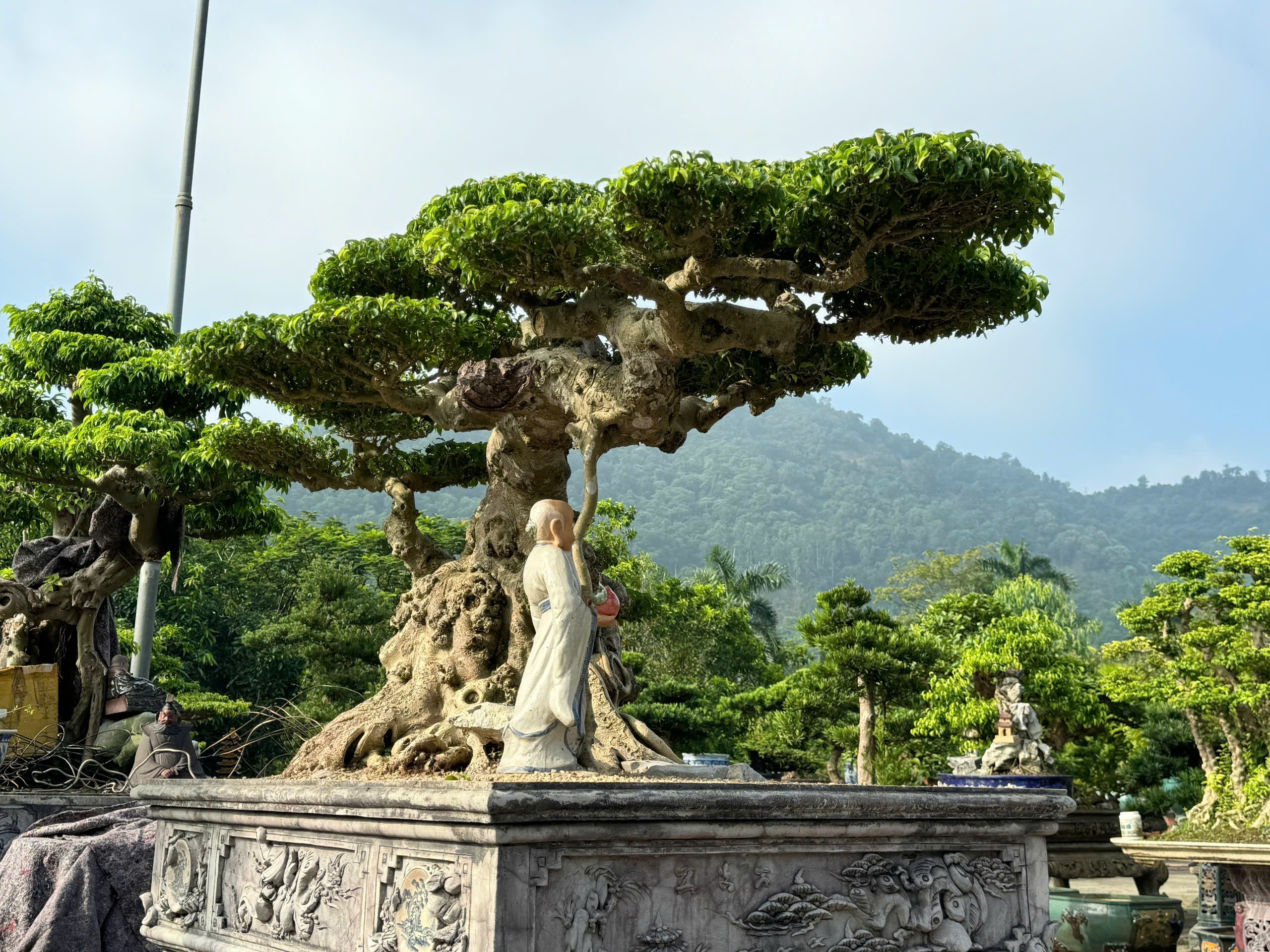 “Cây có dáng lão, côn cây, gốc bồ, ngọn chỉ, tạo nên thế vững trãi, như một người luôn sẵn sàng vượt qua mọi giông tố của cuộc đời”, ông Cường nói.