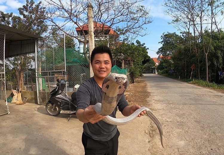 Sinh ra tại làng nghề nuôi rắn hổ mang bành nên anh Bình sớm đã làm quen với những con rắn kịch độc này.