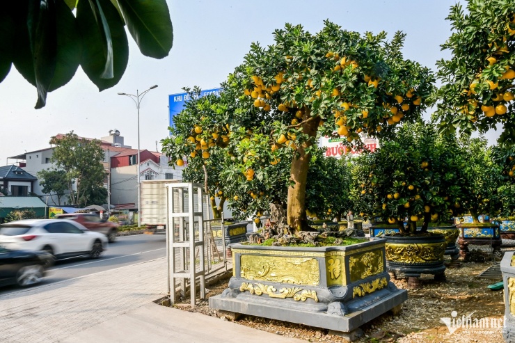 Cây bưởi&nbsp;gây ấn tượng bởi dáng trực thẳng, tay cành vươn tự nhiên như mái nhà che chở.&nbsp;