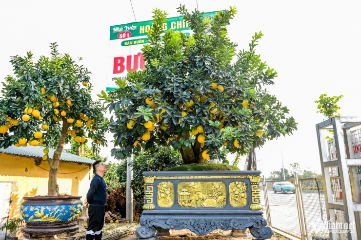 Tác phẩm bưởi cảnh “Ngai vàng” được nhà vườn dự kiến bán ra với giá 500 triệu đồng. Anh Nguyễn Hoàng, khách chơi bưởi cảnh lâu năm, nhận xét: "Cây bưởi cảnh đẹp là cây có gốc già, to, lùn lực. Bóng tán cây cũng phải to, quả vàng bóng chín đều, lá xanh hút mắt".&nbsp;