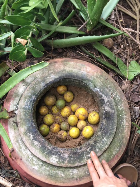 Chị Thúy dùng cát đổ vào trong chậu trồng hoa, đặt ngoài vườn để bảo quản chanh. Ảnh: